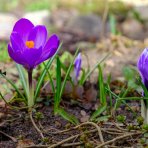 Krokus (Crocus vernus) ´FLOWER RECORD´ - 2-3 cibuľky v kvetináči, kont. P11